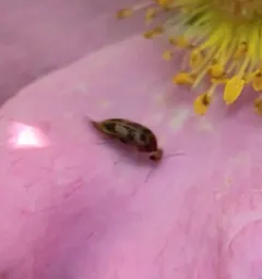 Mordellistena masoni thumbnail 1
