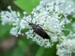 Mournful Long-horned Beetle thumbnail 1