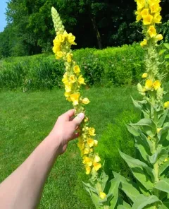 Dense-flowered Mullein thumbnail 1