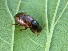 Leopard Dung Beetle thumbnail 3