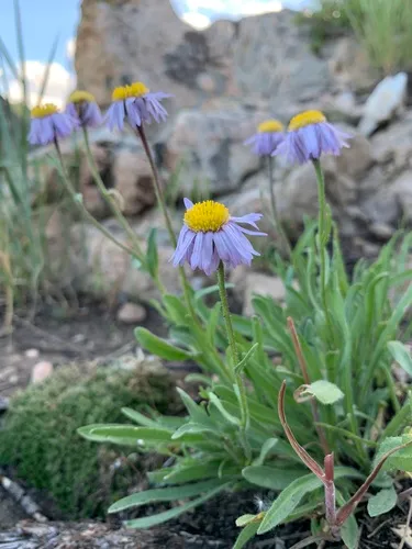 Early Bluetop Fleabane
