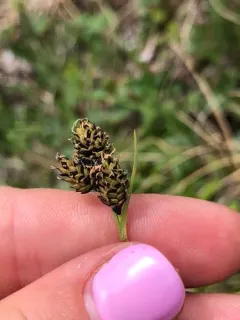 blackened sedge thumbnail 3