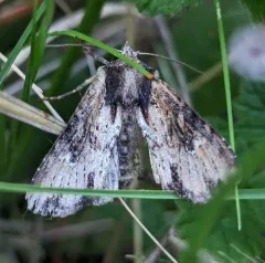 Airy Apamea Moth thumbnail 3