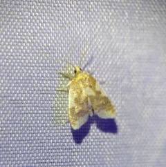 Beautiful Sparganothis thumbnail 2