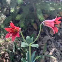 bolander's lily thumbnail 3