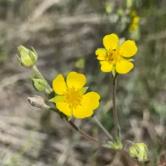 Woolly Cinquefoil thumbnail 4