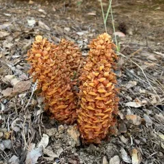 California groundcone thumbnail 4