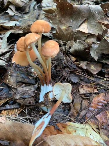 Marasmius spissus