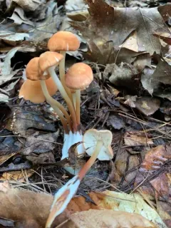 Marasmius spissus thumbnail 1