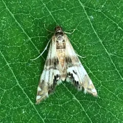 Two-banded Petrophila thumbnail 4