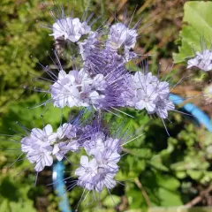 Lacy phacelia thumbnail 3