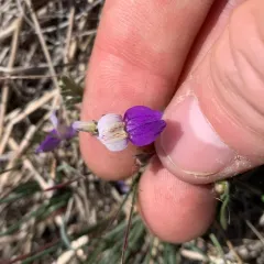 Sticky Blue-eyed Mary thumbnail 4