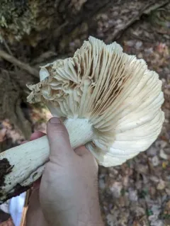 Megacollybia subfurfuracea thumbnail 3