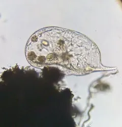 Trachelius ovum thumbnail 4