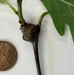 white oak club gall wasp thumbnail 2