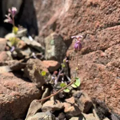 Mountain Jewelflower thumbnail 3