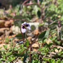 northern two-eyed violet thumbnail 3
