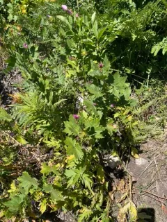 longsepal globemallow thumbnail 3