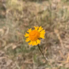 Bigelow's sneezeweed thumbnail 3