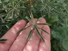 Lupine Leaf Gall Midge thumbnail 1