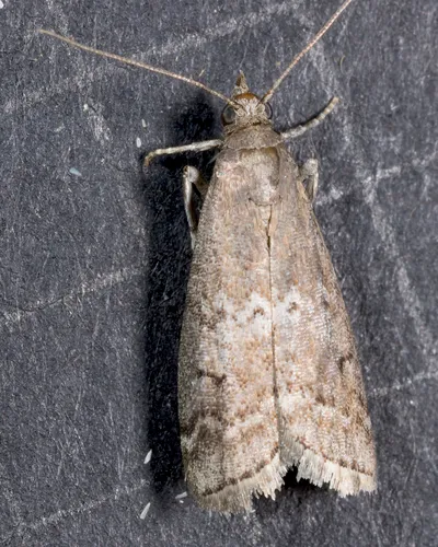 Elm Leaftier Moth