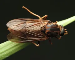Arthropeas magna thumbnail 2