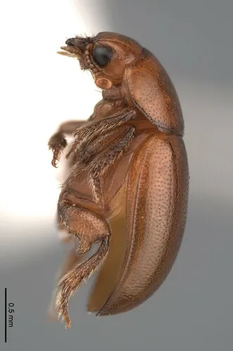 Hydnobius longidens