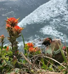 Mendocino Coast paintbrush thumbnail 2