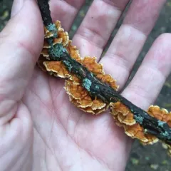 crowded parchment thumbnail 2