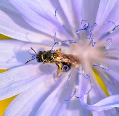 Black-and-green Metallic-Sweat bee