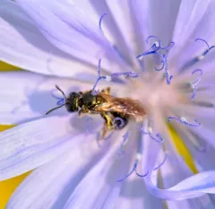 Black-and-green Metallic-Sweat bee thumbnail 1