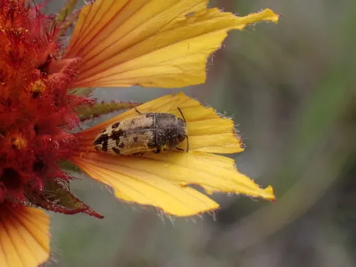 Acmaeodera immaculata