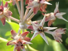 Dalmannia blaisdelli thumbnail 2