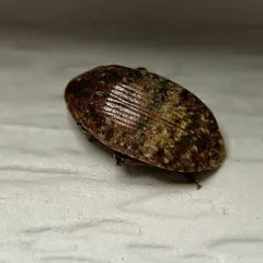 Locust Seed Beetle thumbnail 3
