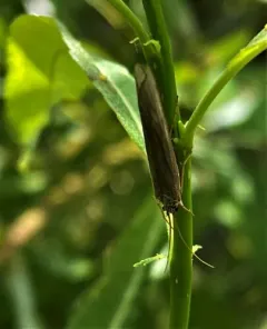 Yellow-horned Hood Caddisfly thumbnail 1