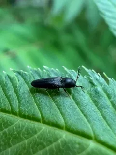 Lovely-horned False Click Beetle thumbnail 4