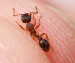 Punctured Ant thumbnail 4