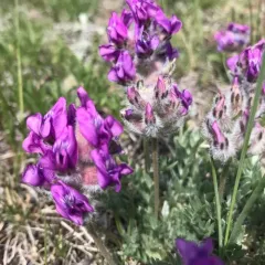 Hare's-foot Point-vetch thumbnail 4
