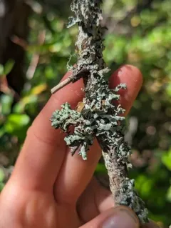 Budding Tube Lichen thumbnail 4