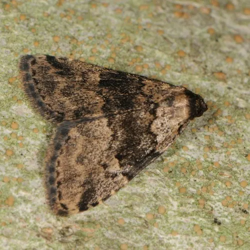 Visitation Moth