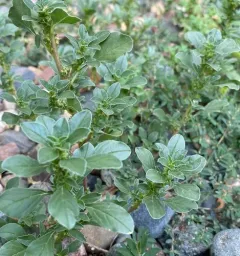 procumbent pigweed thumbnail 3