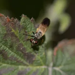 Eudioctria sackeni thumbnail 2