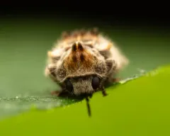 Gibbous Death-watch Beetle thumbnail 3