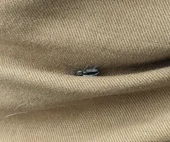 Two-lined Stealthy Ground Spider thumbnail 4