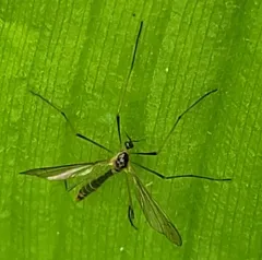 Liogma nodicornis thumbnail 3