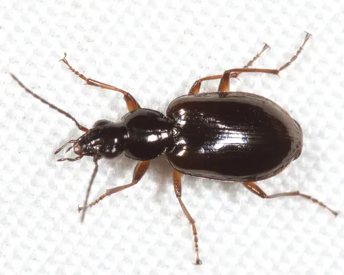 Agonum aeruginosum