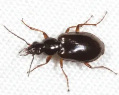 Agonum aeruginosum thumbnail 1