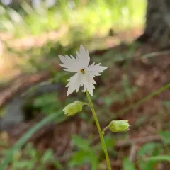 Siskiyou Mountain Woodland Star thumbnail 2
