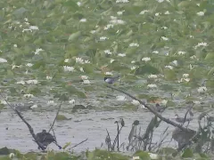 White-winged Tern thumbnail 3