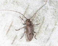 Sternidius misellus thumbnail 4